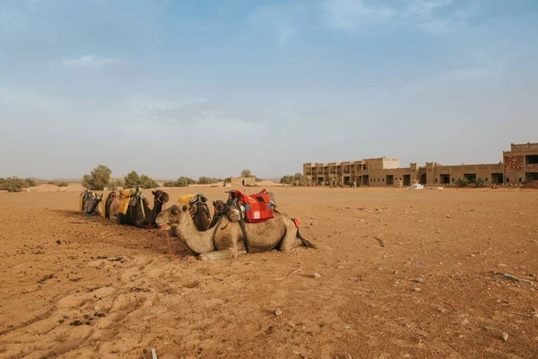 Cammelli Seduti Terra Nel Deserto Pronti Viaggi Turistici — Foto Stock