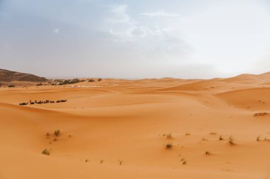 Develerin kervanı, Merzouga, Fas 'ta turistler için çöl turu yapmayı bekliyor..