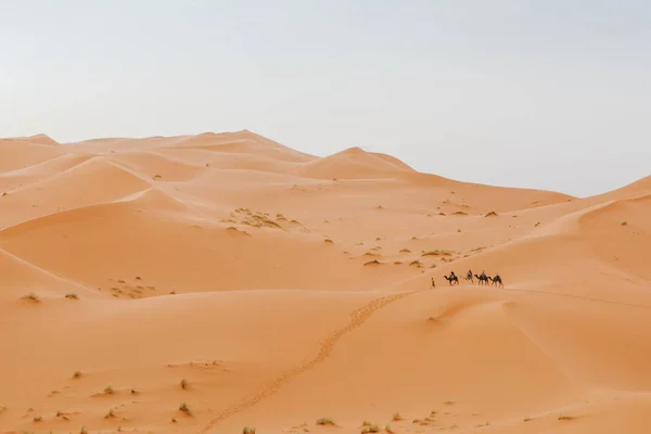 Bellissimo Paesaggio Desertico Carovana Cammelli Che Attraversano Scena Sullo Sfondo — Foto Stock