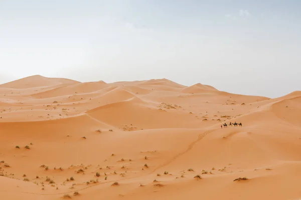 Красивий Пустельний Пейзаж Караван Верблюдів Перетинають Сцену Задньому Плані — стокове фото