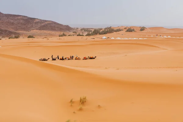 Caravan of camels, sitting and waiting to make a desert tour for tourists in Merzouga, Morocco.