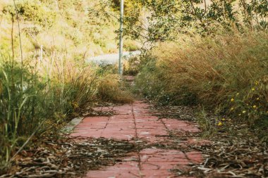 Kaldırımda bir sürü yabani bitki var. Terk edilmiş şehir. 