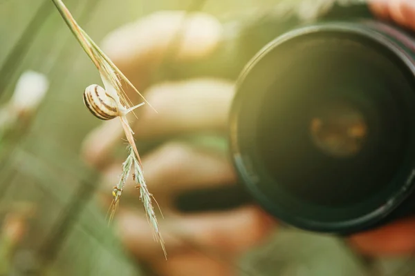 Nature photographer taking picture of snail on a green plant, with focus on the snail.