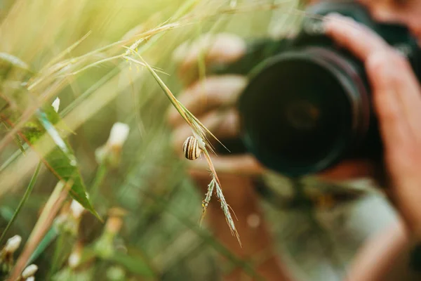 Φυσικός Φωτογράφος Φωτογραφίζει Σαλιγκάρι Στο Πράσινο Φυτό Έμφαση Στο Σαλιγκάρι — Φωτογραφία Αρχείου