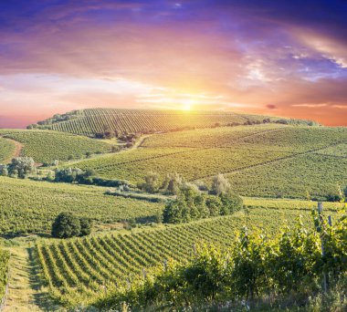 Tuscany, İtalya 'da üzüm bağında kırmızı şarap