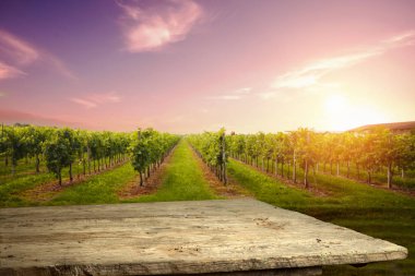 İtalya, Toskana 'daki Chianti üzüm bağı manzarası