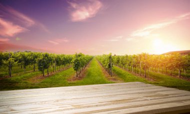 Chianti, Toskana, İtalya 'da üzüm bağında beyaz şarap