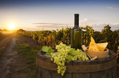 Chianti, Toskana, İtalya 'da üzüm bağında beyaz şarap