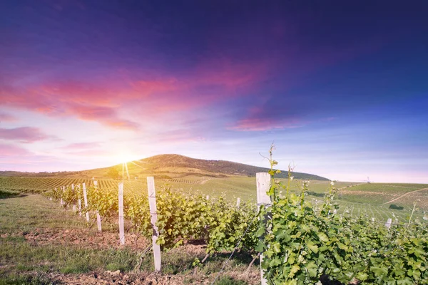 Vörösbor hordóval a szőlőültetvényen zöld Toszkánában, Olaszország — Stock Fotó