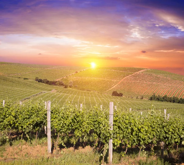 Vinho tinto com barril em vinha na Toscana verde, Itália — Fotografia de Stock