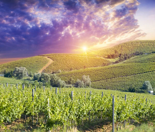 Vino blanco con barril en viñedo en Chianti, Toscana, Italia — Foto de Stock