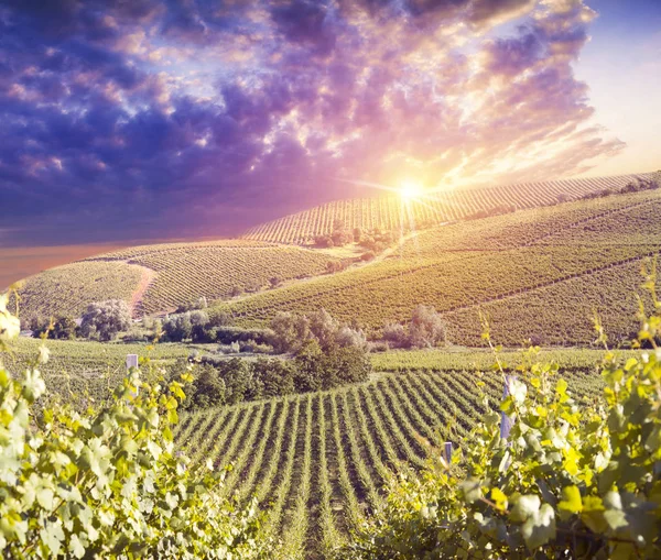 Weißwein mit Fass auf Weinberg in Chianti, Toskana, Italien — Stockfoto