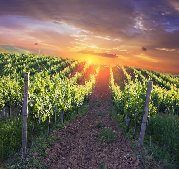 Vino blanco con barril en viñedo en Chianti, Toscana, Italia. — Foto de Stock