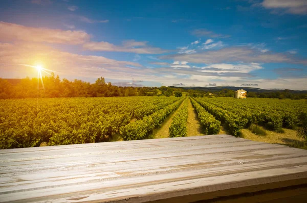 Vino bianco con botte su vigneto in Chianti, Toscana, Italia — Foto Stock