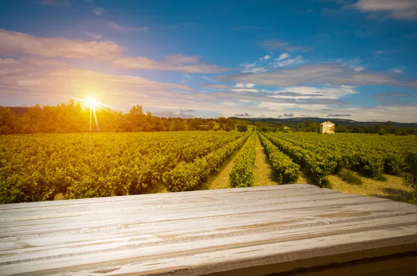 Vino blanco con barril en viñedo en Chianti, Toscana, Italia — Foto de Stock