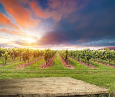 Tuscany, İtalya 'da üzüm bağında kırmızı şarap
