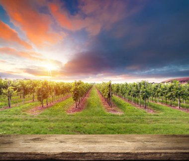 Tuscany, İtalya 'da üzüm bağında kırmızı şarap