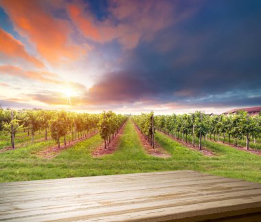 Tuscany, İtalya 'da üzüm bağında kırmızı şarap