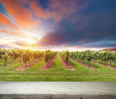 Tuscany, İtalya 'da üzüm bağında kırmızı şarap