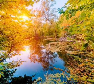 güneşli bir gün güzel bir sonbahar ormandaki nehir
