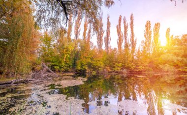 Altın ışık boğulmuş güzel sonbahar bataklık sahne korumalı sulak alanlar