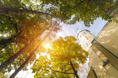 Ağaç gölgelik gökyüzü, kadar orman, renk, renkli,