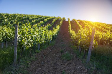 Tuscany, İtalya 'da üzüm bağında kırmızı şarap