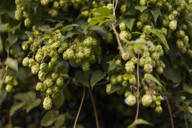 Bira fıçısı gözlüklü