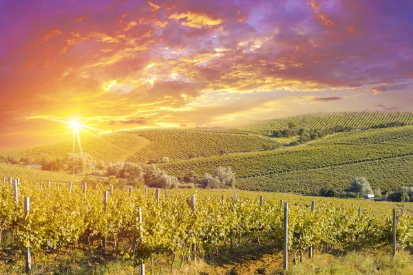 Rotwein mit Fass auf Weinberg in der grünen Toskana, Italien — Stockfoto