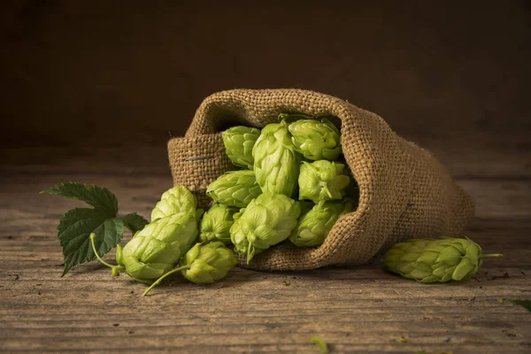 Glas Bier mit Hopfendolden im Hopfenfeld — Stockfoto