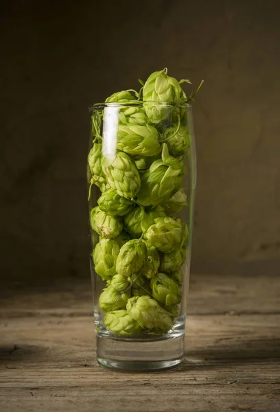 Glas Bier mit Hopfendolden im Hopfenfeld — Stockfoto