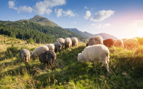 Стадо овец, размножающихся на лугу зеленой травы
