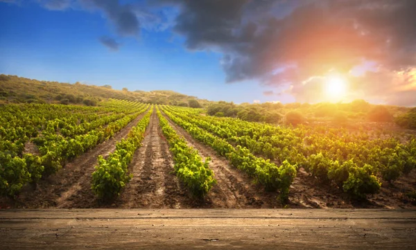 Vino tinto con barril en viñedo verde Toscana, Italia — Foto de Stock