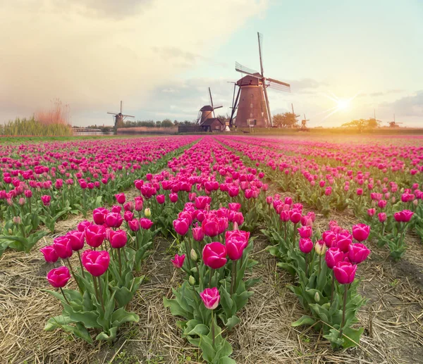 Tájkép tulipánnal, hagyományos holland szélmalmok és házak a csatorna közelében Zaanse Schans, Hollandia, Európa — Stock Fotó