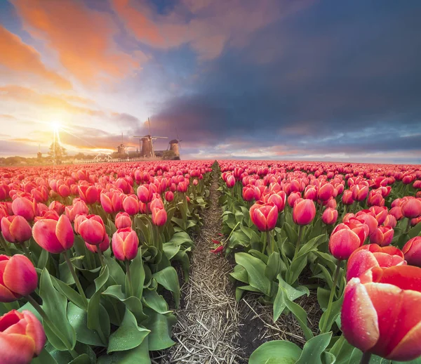 Landscape with tulips, traditional dutch windmills and houses near the canal in Zaanse Schans, Netherlands, Europe — Stock Photo, Image