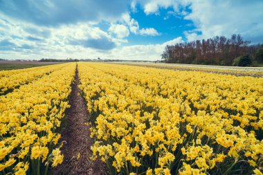 Laleli manzara, geleneksel yel değirmenleri ve Zaanse Schans, Hollanda, Avrupa 'daki kanal yakınlarındaki evler.