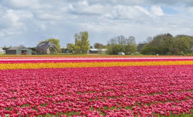 Laleli manzara, geleneksel yel değirmenleri ve Zaanse Schans, Hollanda, Avrupa 'daki kanal yakınlarındaki evler