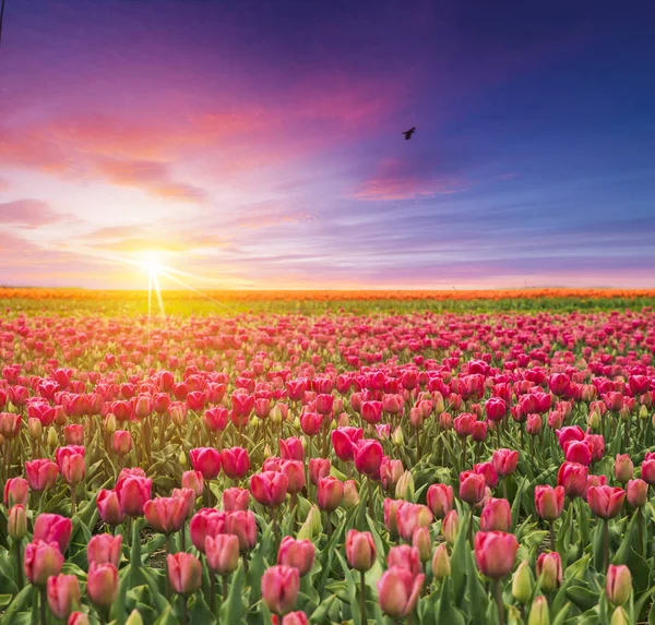 Paisaje con tulipanes, molinos de viento holandeses tradicionales y casas cerca del canal en Zaanse Schans, Países Bajos, Europa — Foto de Stock