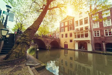 Hollanda 'nın geleneksel yel değirmeni ve laleleri ile Hollanda manzarası