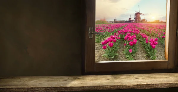 Empty wooden board table in front of blurred background. Perspective of Pink Tulip Blossom field can be used for display or montage products or advertise text — Stock Photo, Image