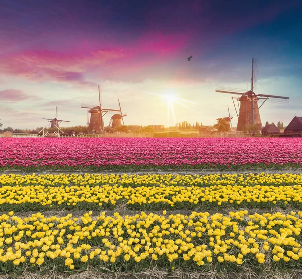 Krajobraz z tulipanami, tradycyjne holenderskie wiatraki i domy w pobliżu kanału w Zaanse Schans, Holandia, Europa — Zdjęcie stockowe