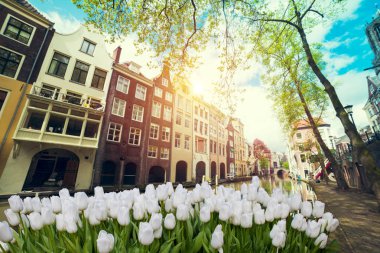 Lale ve yel değirmenleri Hollanda Hollanda buket peyzaj.