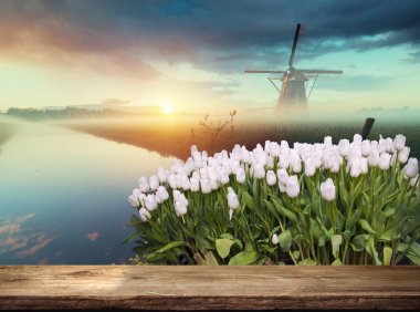 Lale ve yel değirmenleri Hollanda Hollanda buket peyzaj.