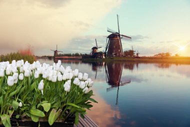 Lale ve yel değirmenleri Hollanda Hollanda buket peyzaj.