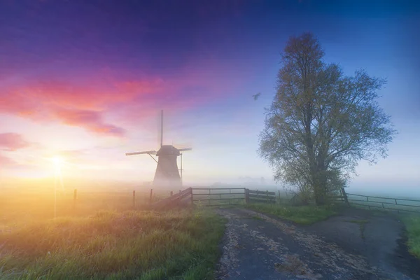 Landschap van Nederland boeket van tulpen en windmolens in Nederland. — Stockfoto