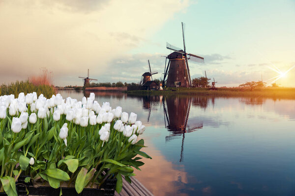 Landscape of Netherlands bouquet of tulips and windmills in the Netherlands.