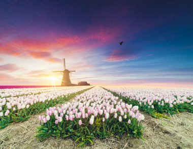 Laleli manzara, geleneksel yel değirmenleri ve Zaanse Schans, Hollanda, Avrupa 'daki kanal yakınlarındaki evler