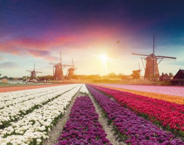 Laleli manzara, geleneksel yel değirmenleri ve Zaanse Schans, Hollanda, Avrupa 'daki kanal yakınlarındaki evler