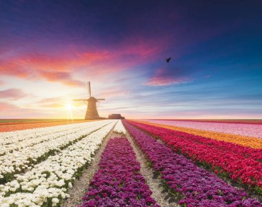 Laleli manzara, geleneksel yel değirmenleri ve Zaanse Schans, Hollanda, Avrupa 'daki kanal yakınlarındaki evler