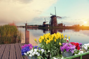 Laleli manzara, geleneksel yel değirmenleri ve Zaanse Schans, Hollanda, Avrupa 'daki kanal yakınlarındaki evler